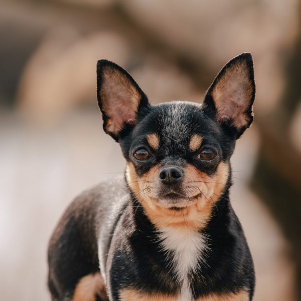 Muitas pessoas se perguntam como se escreve "chiahuahuah". A grafia correta é "chihuahua".