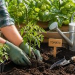 Mãos de jardineiro plantando mudas de tomate em solo fértil em um jardim ensolarado, com plantas de tomate e ferramentas de jardinagem ao redor.